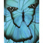 Zestaw szkolny Ergo Butterfly II