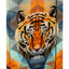 Zestaw szkolny Shelly Tiger II